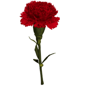 Red Carnation